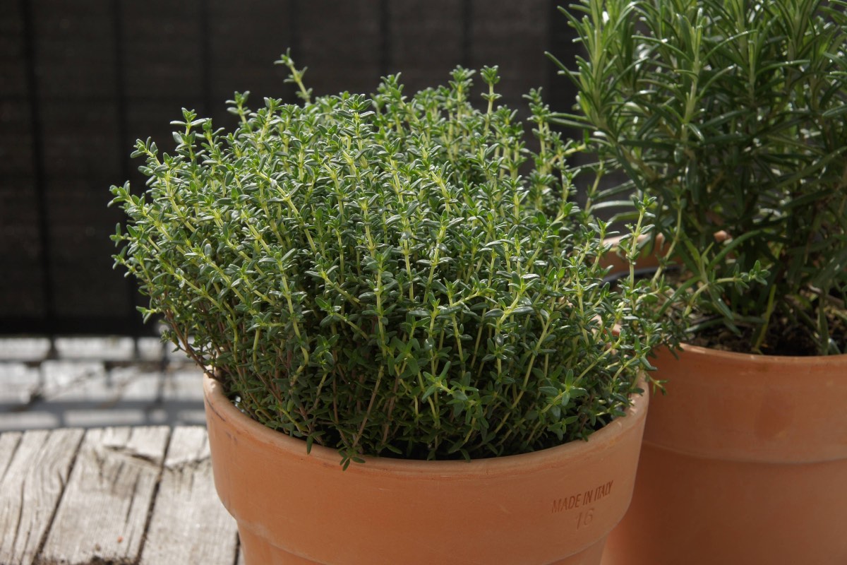 Thymian wächst in einem Blumentopf.
