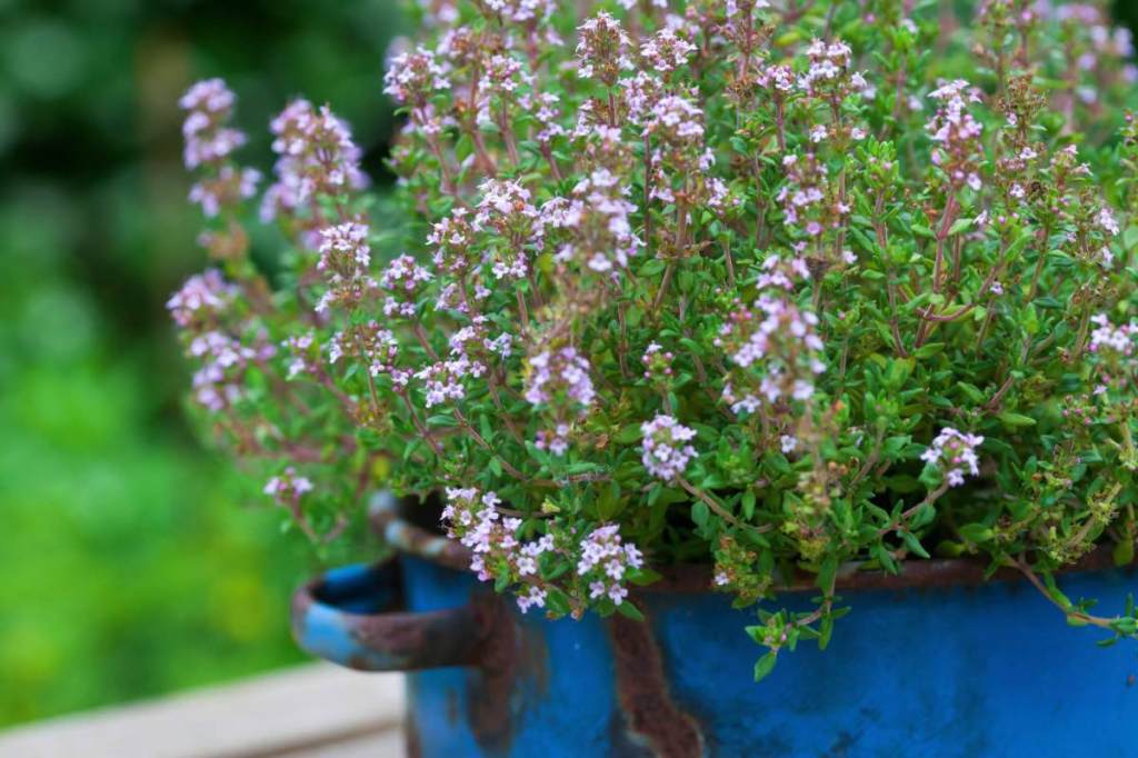 Blühender Thymian wächst in einem Blumenkübel.
