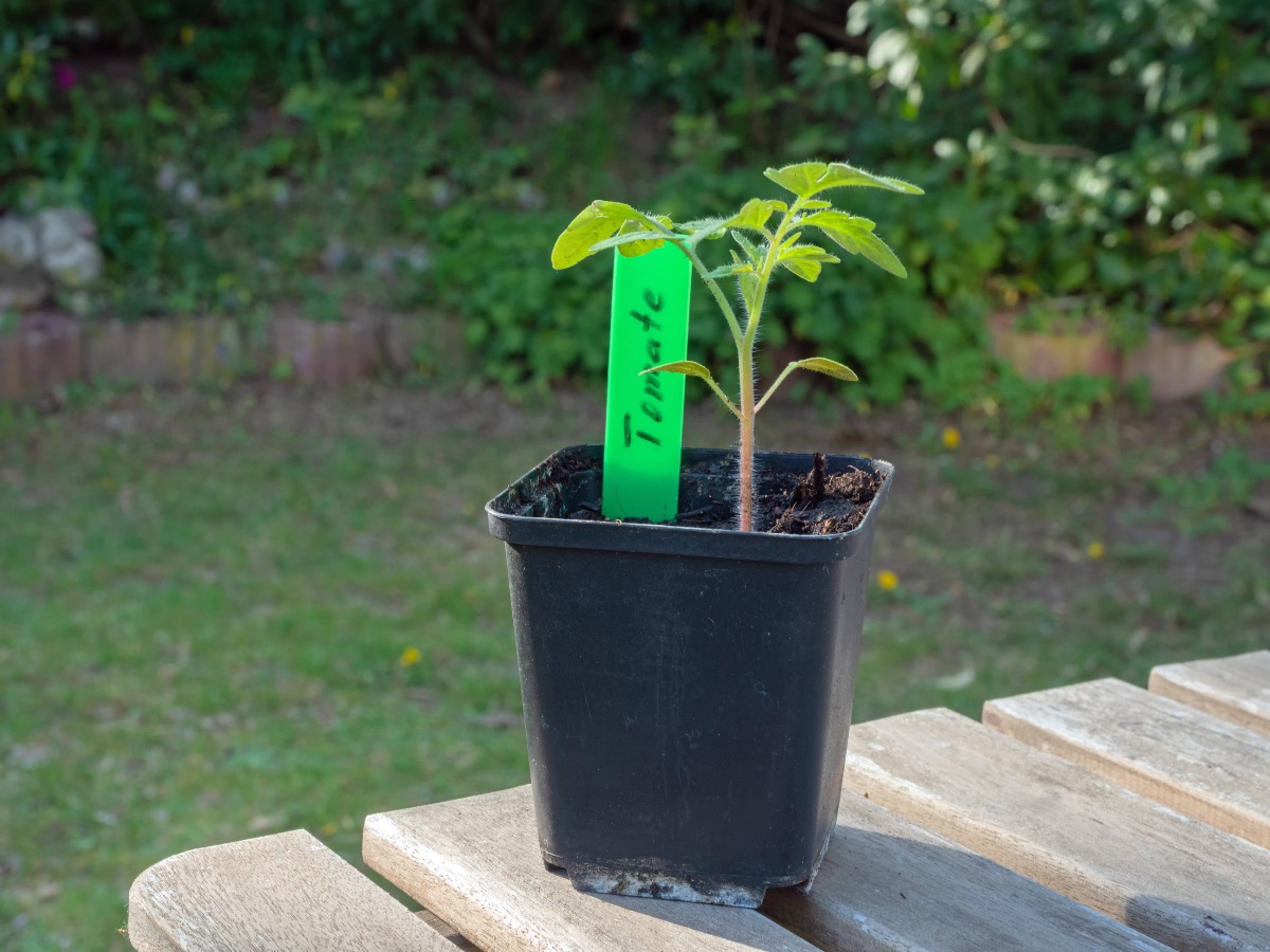 Tomate anbauen in einem Topf: Junge Tomatenpflanze steht in einem Topf auf einem Gartentisch.