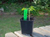 Tomate anbauen in einem Topf: Junge Tomatenpflanze steht in einem Topf auf einem Gartentisch.