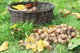 Ein Haufen Walnüsse, von einem Walnussbaum in einem Garten geerntet, liegt neben einem Korb auf einer Wiese.