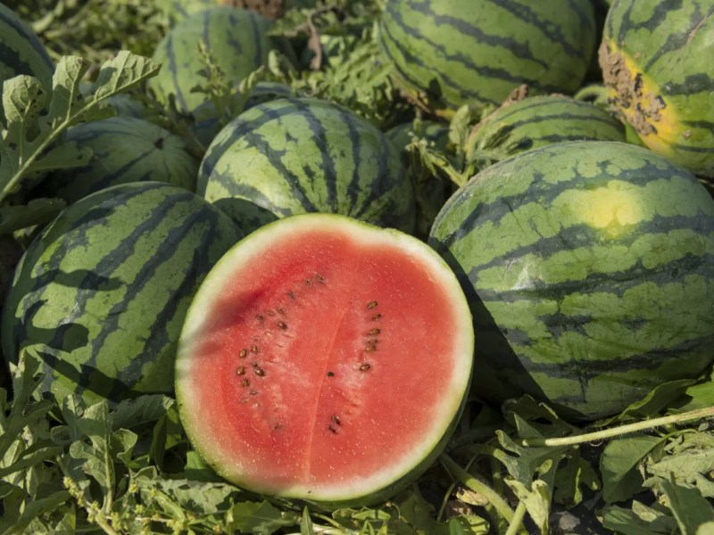 Wassermelonen bei der Ernte. Mehrere ganze Wassermelonen und eine halbierte.