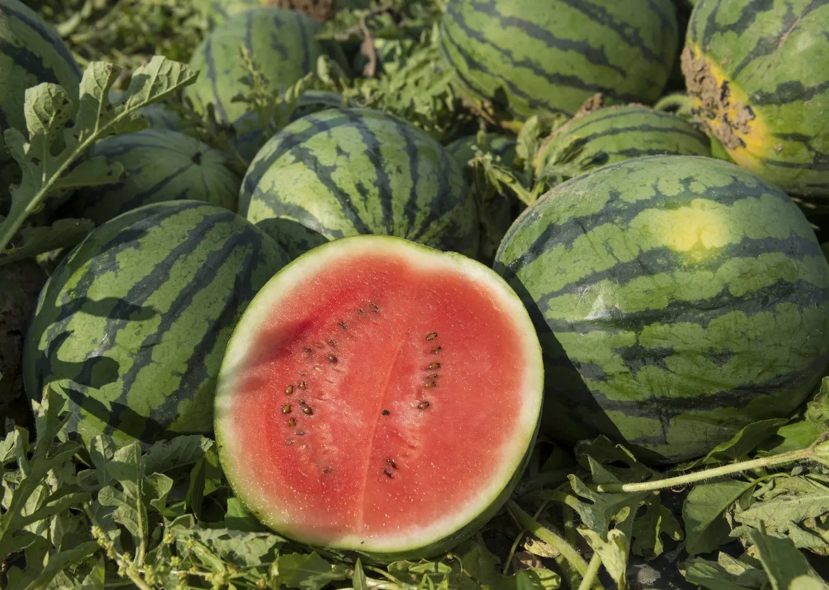 Wassermelonen bei der Ernte. Mehrere ganze Wassermelonen und eine halbierte.