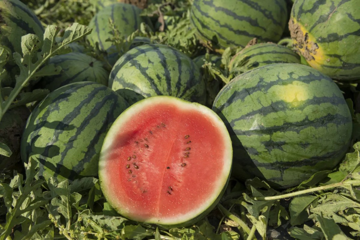 Wassermelonen bei der Ernte. Mehrere ganze Wassermelonen und eine halbierte.