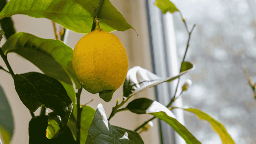 Zimmerpflanze Südseite, Zitronenbaum am Fenster
