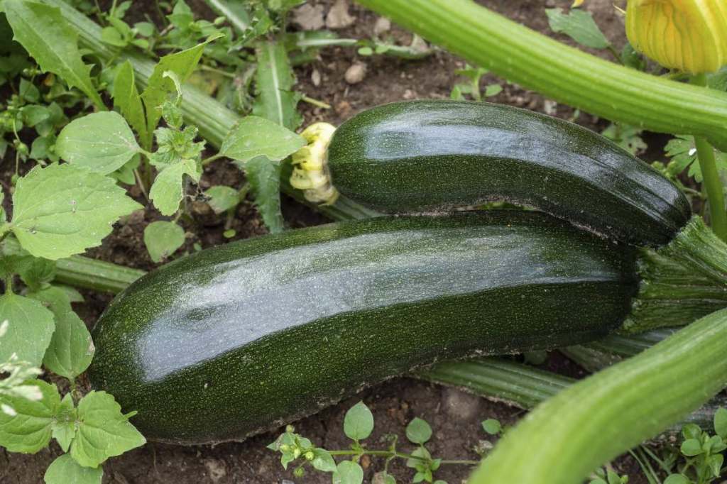 Zucchini wachsen in einem Beet.