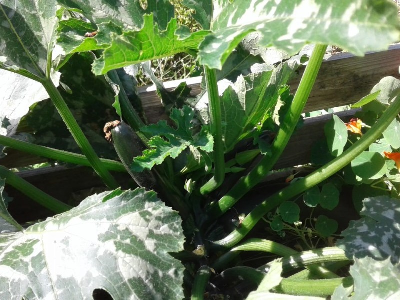Zucchini wächst zum Anbauen in einem Garten.