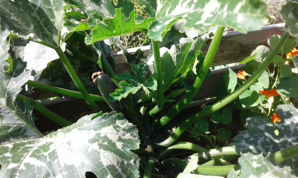 Zucchini wächst zum Anbauen in einem Garten.