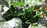 Zucchini wächst zum Anbauen in einem Garten.