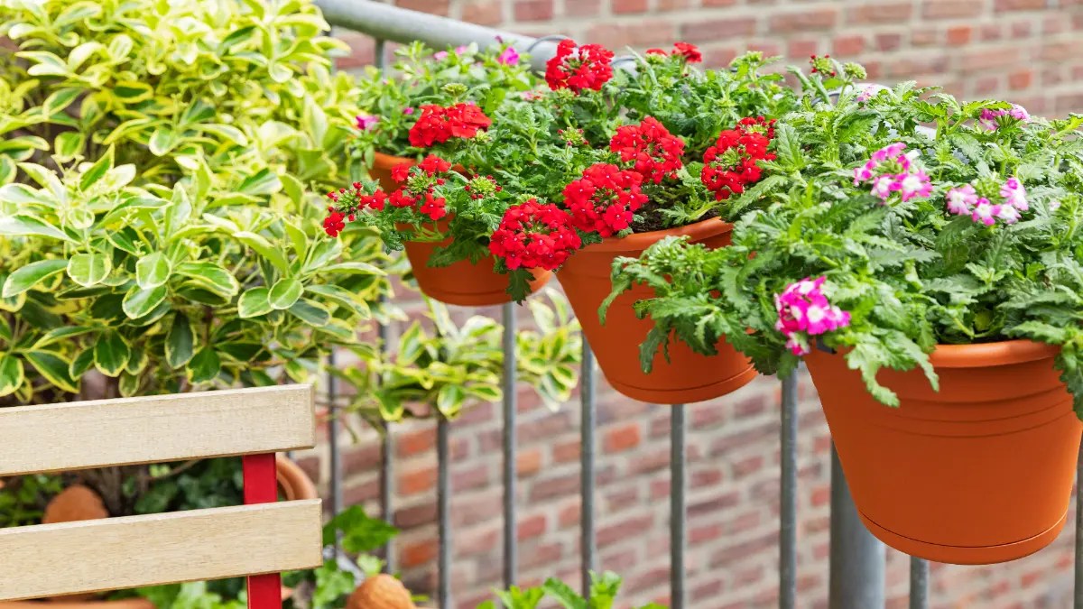 Blumen auf einem Balkon
