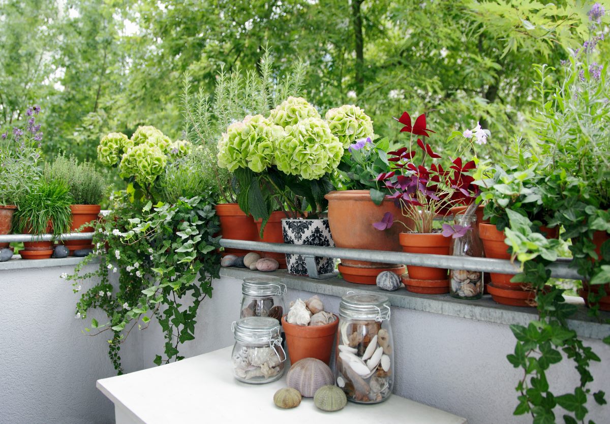 Pflanzen und Blumen wachsen auf einem Balkon.
