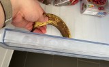 Eine reife Banane wird zum Einfrieren in ein Gefrierfach gelegt.