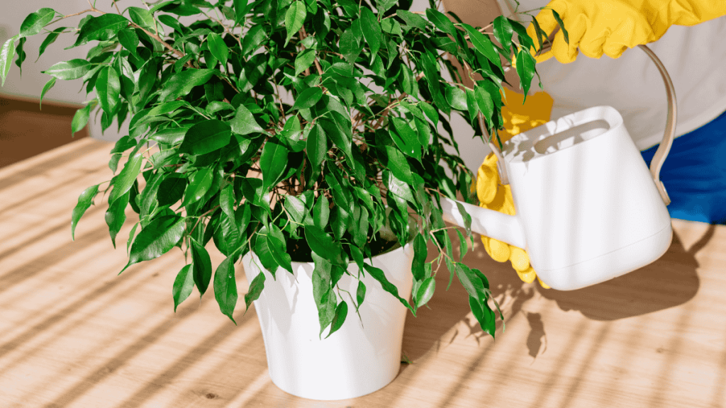 Birkenfeige gießen, Ficus benjamina im weißen Topf