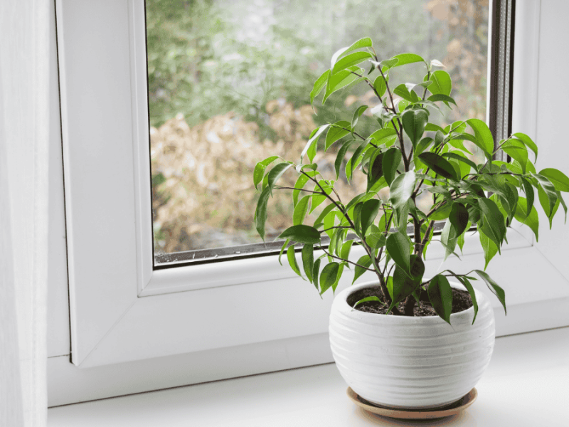 Birkenfeige am Fenster, Ficus benjamina im weißen Topf