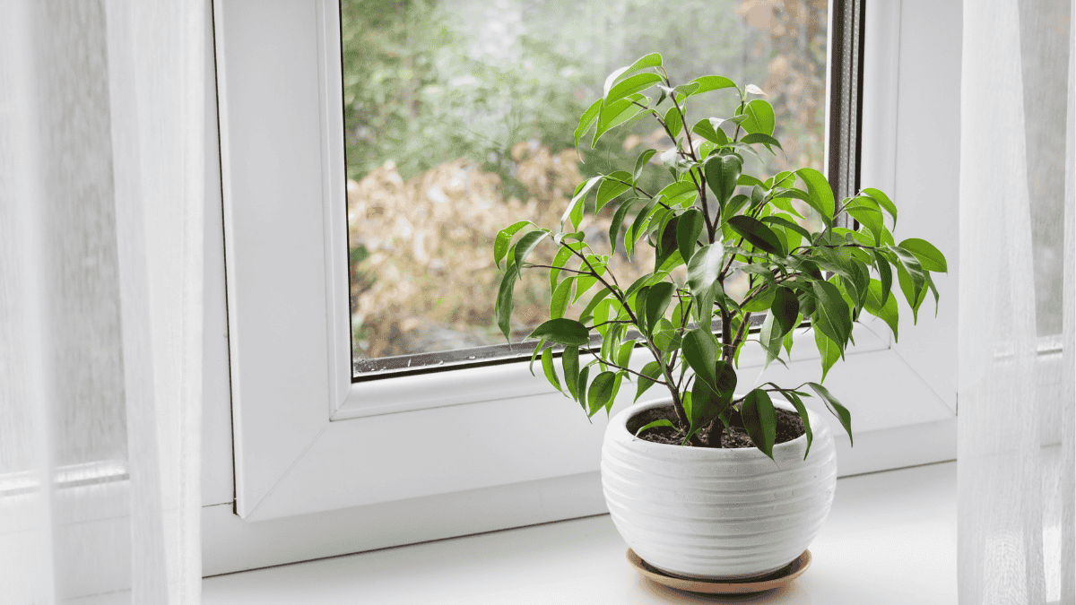 Birkenfeige am Fenster, Ficus benjamina im weißen Topf