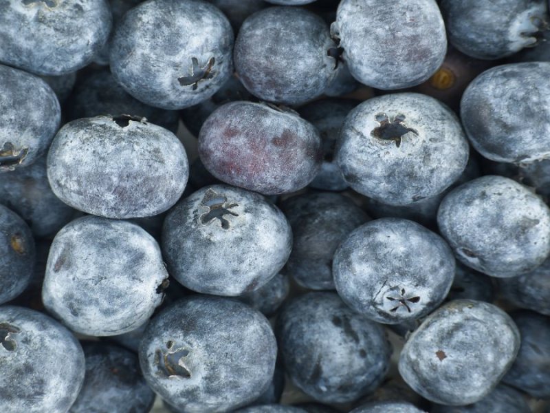 Blaubeeren in Nahaufnahme.