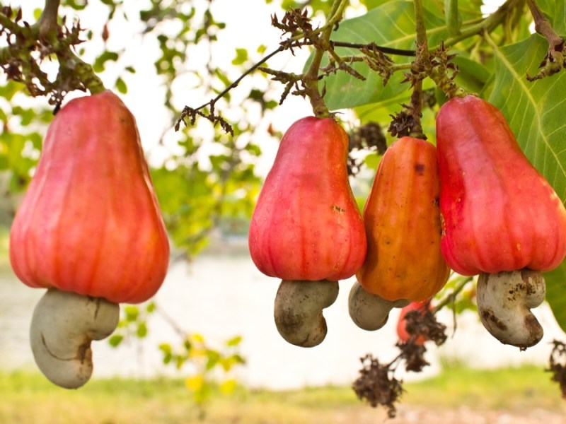 Giftpflanze des Jahres 2025: Einige Früchte hängen an einem Cashewbaum.