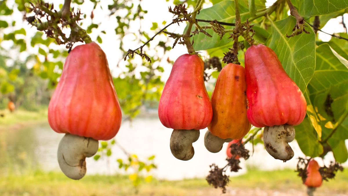 Giftpflanze des Jahres 2025: Einige Früchte hängen an einem Cashewbaum.