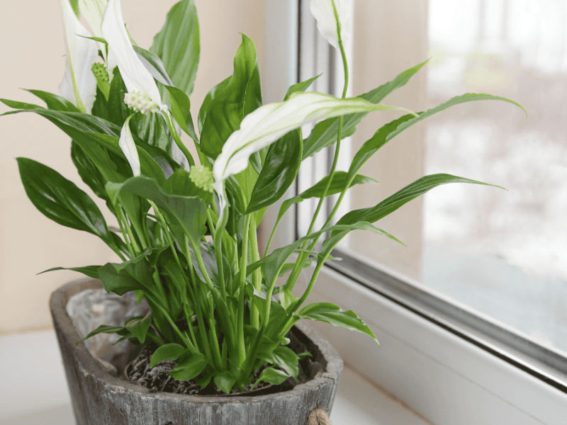 Einblatt-Pflege, Spathiphyllum auf dem Fensterbrett