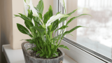 Einblatt-Pflege, Spathiphyllum auf dem Fensterbrett