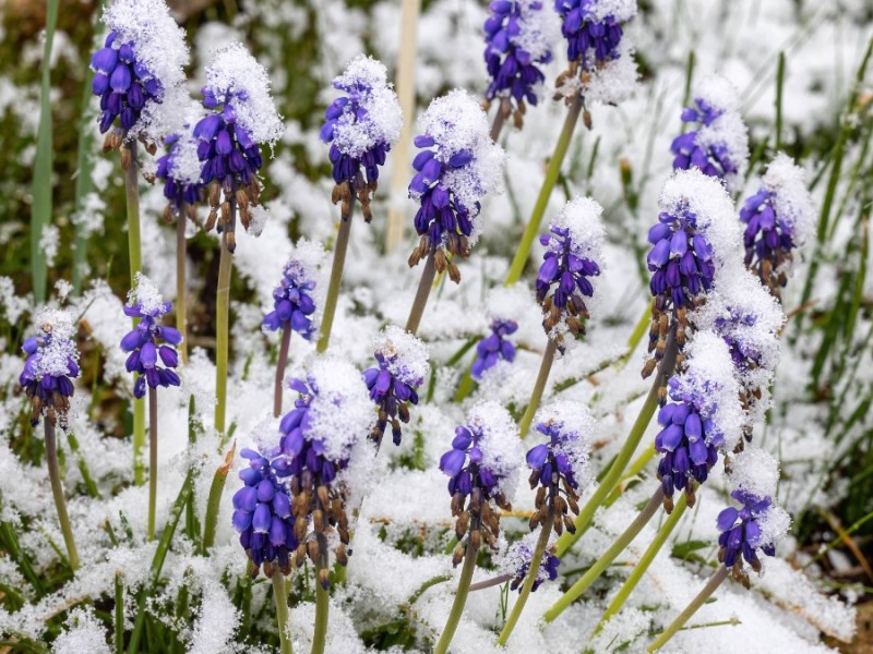 mit Schnee bedeckte Traubenhyazinthen