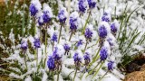 mit Schnee bedeckte Traubenhyazinthen