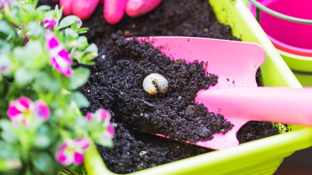 Ein Engerling in einem Blumenkasten, der mit einer kleinen Schippe entfernt wird.
