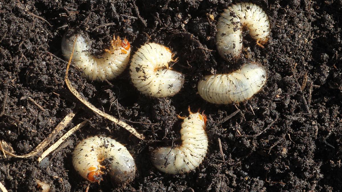 Mehrere Engerlinge in der Blumenerde.