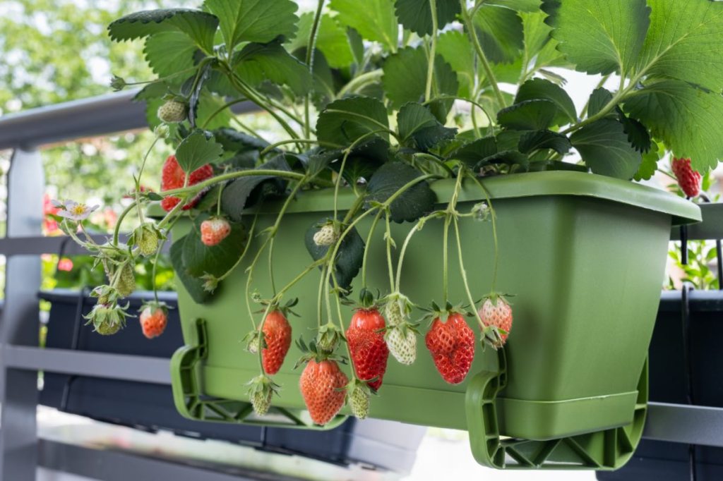 Erdbeeren wachsen in einem Blumenkasten auf einem Balkon