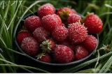 Eine Schüssel gefrorene Erdbeeren steht im Gras.