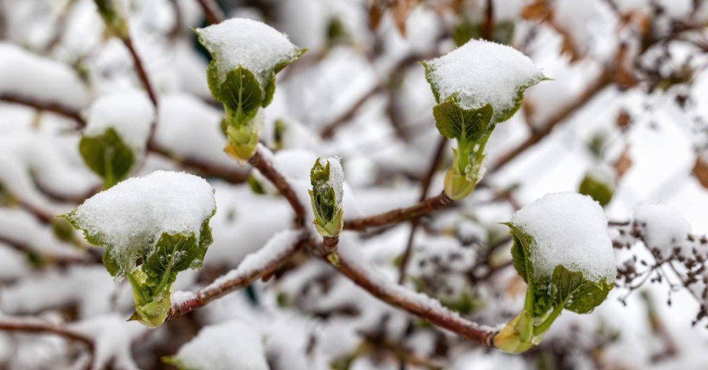 Eisheilige: Kletterhortensie im Frost