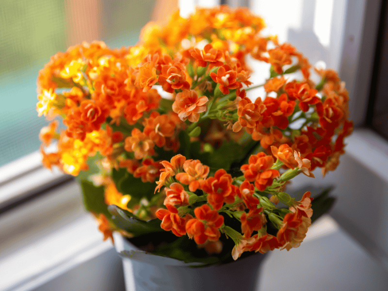 Flammendes Käthchen in Orange auf dem Fensterbrett, Kalanchoe
