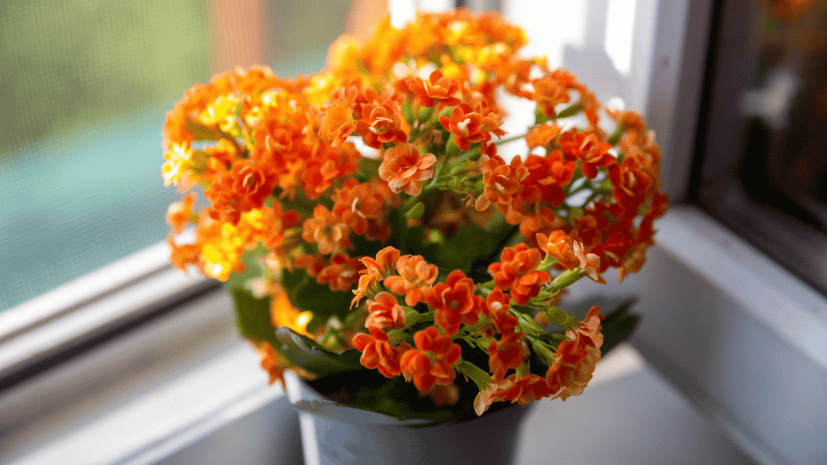 Flammendes Käthchen in Orange auf dem Fensterbrett, Kalanchoe