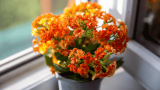 Flammendes Käthchen in Orange auf dem Fensterbrett, Kalanchoe