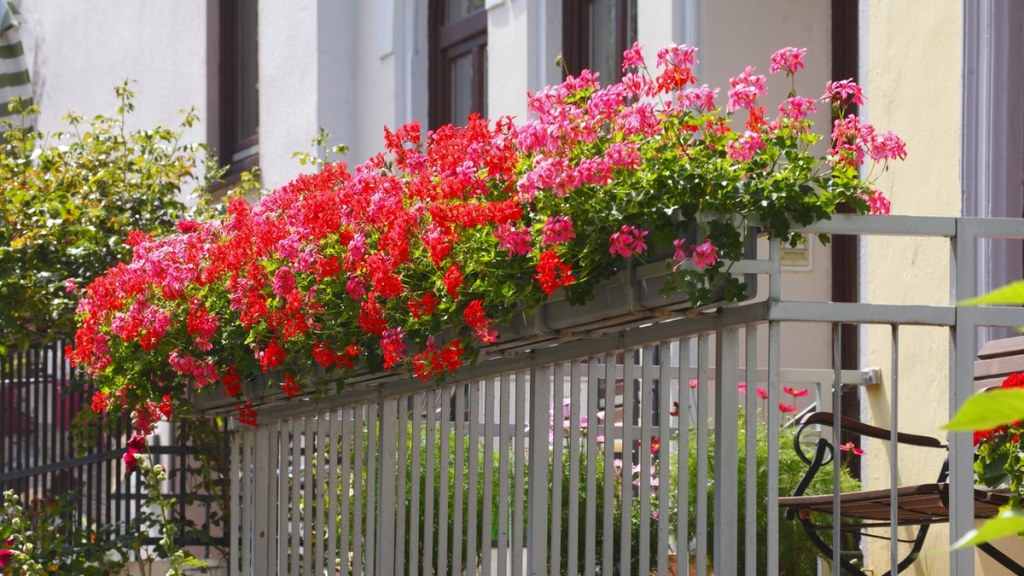 Darum gehören Geranien nicht auf den Balkon