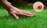 Eine Hand fährt über dichtes Gras in einem Rasen und darüber ist in Vergrößerung ein Bild einer Grasmilbe zu sehen.