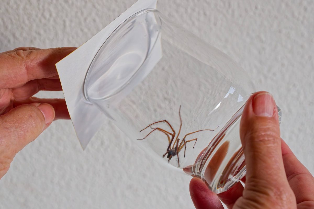 Eine Hauswinkelspinne wird mit einem Glas gefangen und nach draußen befördert.