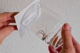 Eine Hauswinkelspinne wird mit einem Glas gefangen und nach draußen befördert.