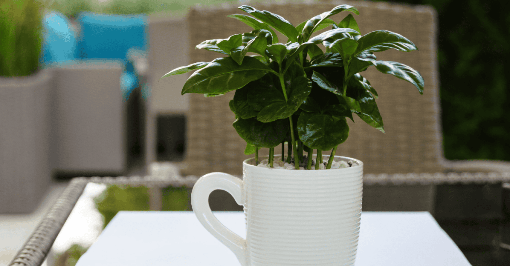 eine Kaffeepflanze in einem weißen Topf