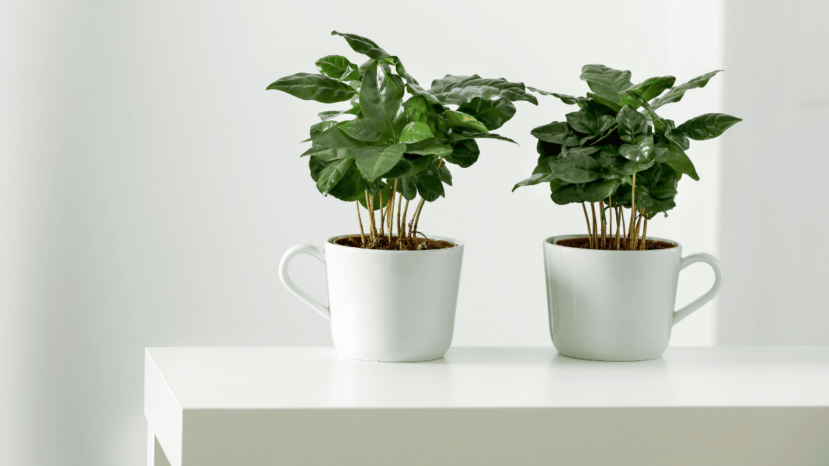 Kaffeepflanze Pflege, zwei Kaffeepflanzen in je einer weißen Kaffeetasse