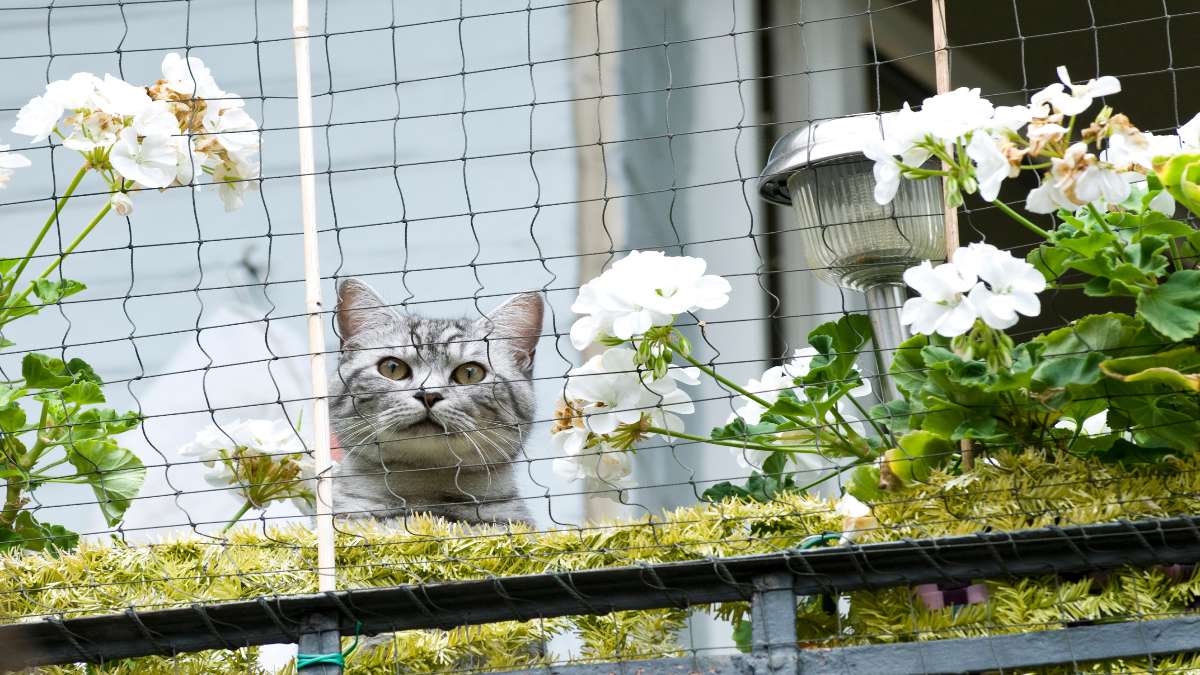 Eine Katze hinter einem Katzennetz auf einem Balkon.
