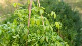 Kraut der Unsterblichkeit (Jiaogulan) wächst in einem Garten.