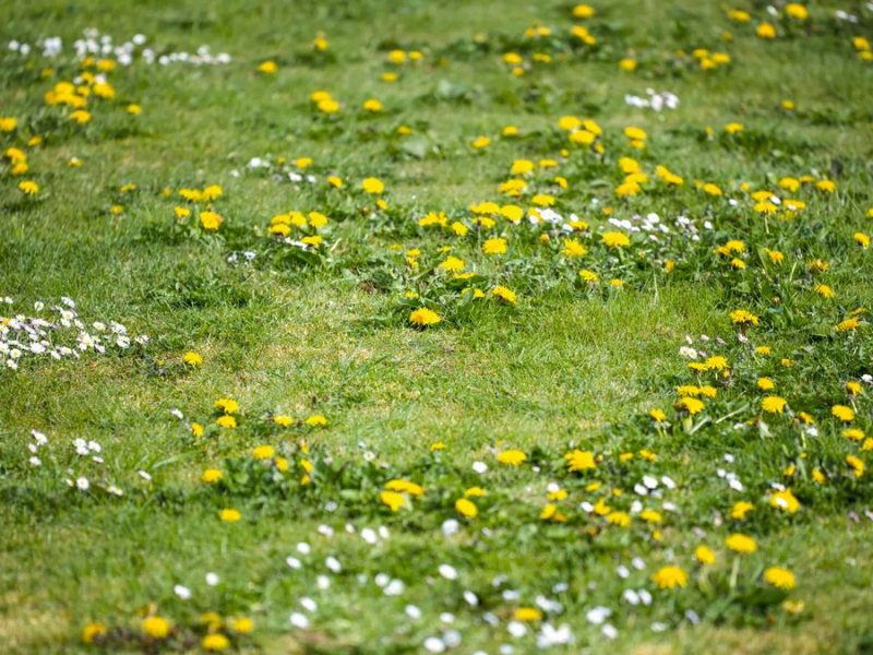 Löwenzahn im Rasen: Die stärksten Hausmittel gegen das Unkraut