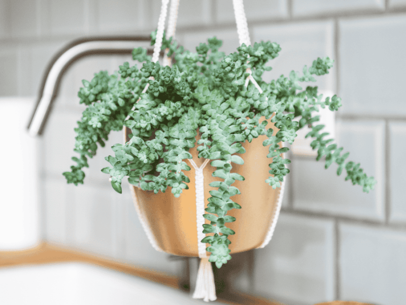 Makramee Blumenampel in der Küche
