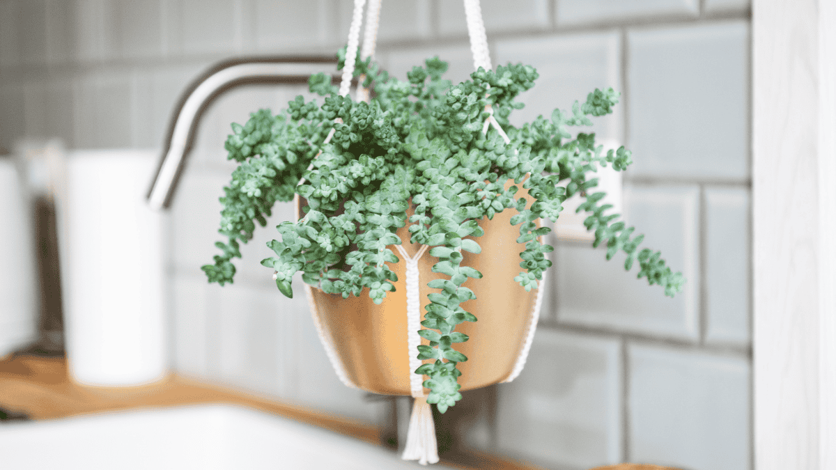 Makramee Blumenampel in der Küche