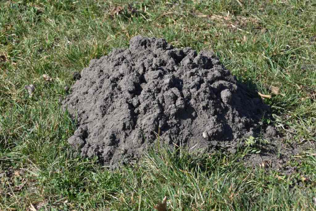 Der Hügel eines Maulwurfs in einem Garten.