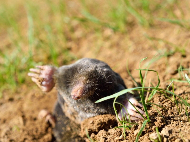 Eine Nahaufnahme von einem Maulwurf in einem Garten, der sich aus einem Bau gräbt.