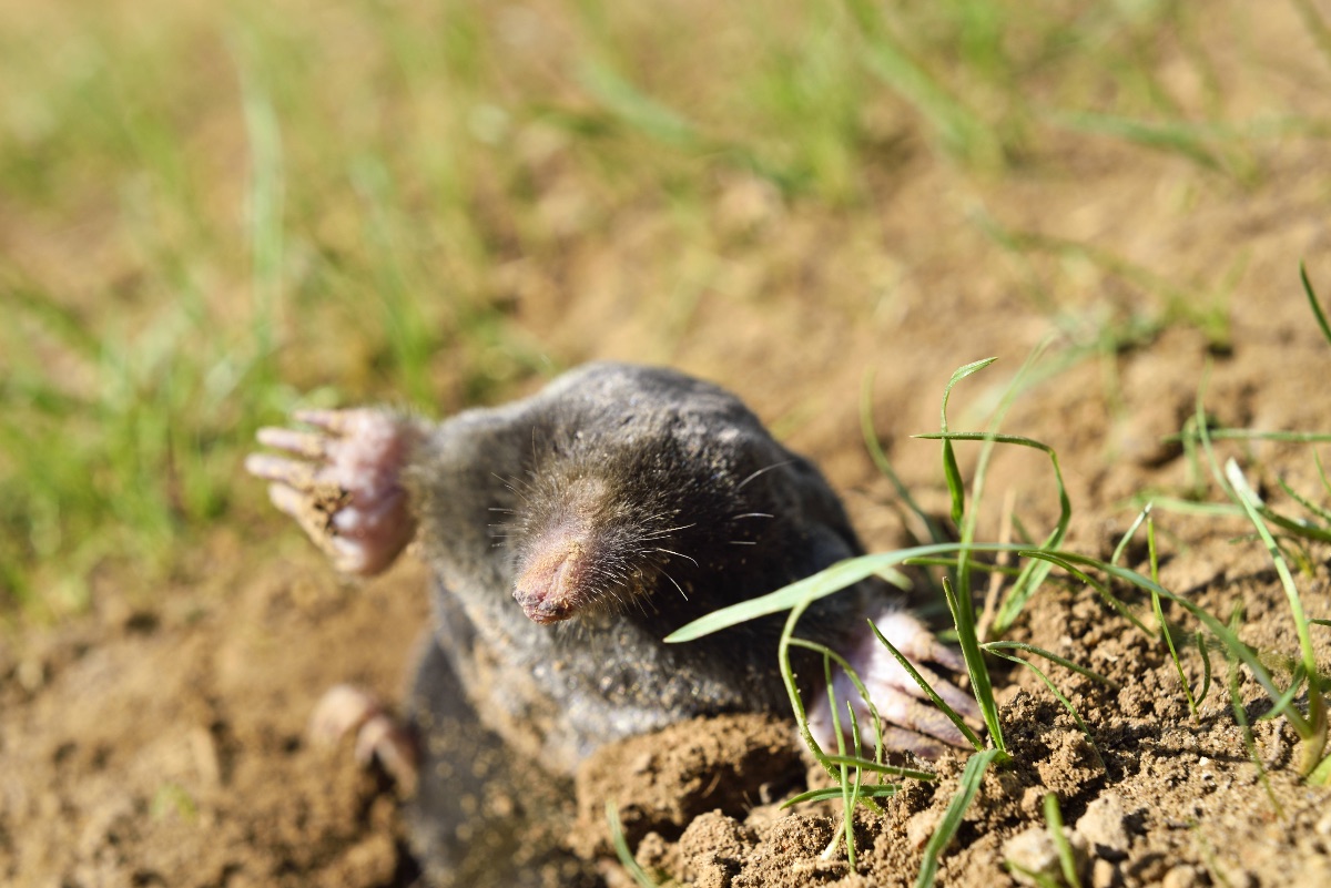 Eine Nahaufnahme von einem Maulwurf in einem Garten, der sich aus einem Bau gräbt.