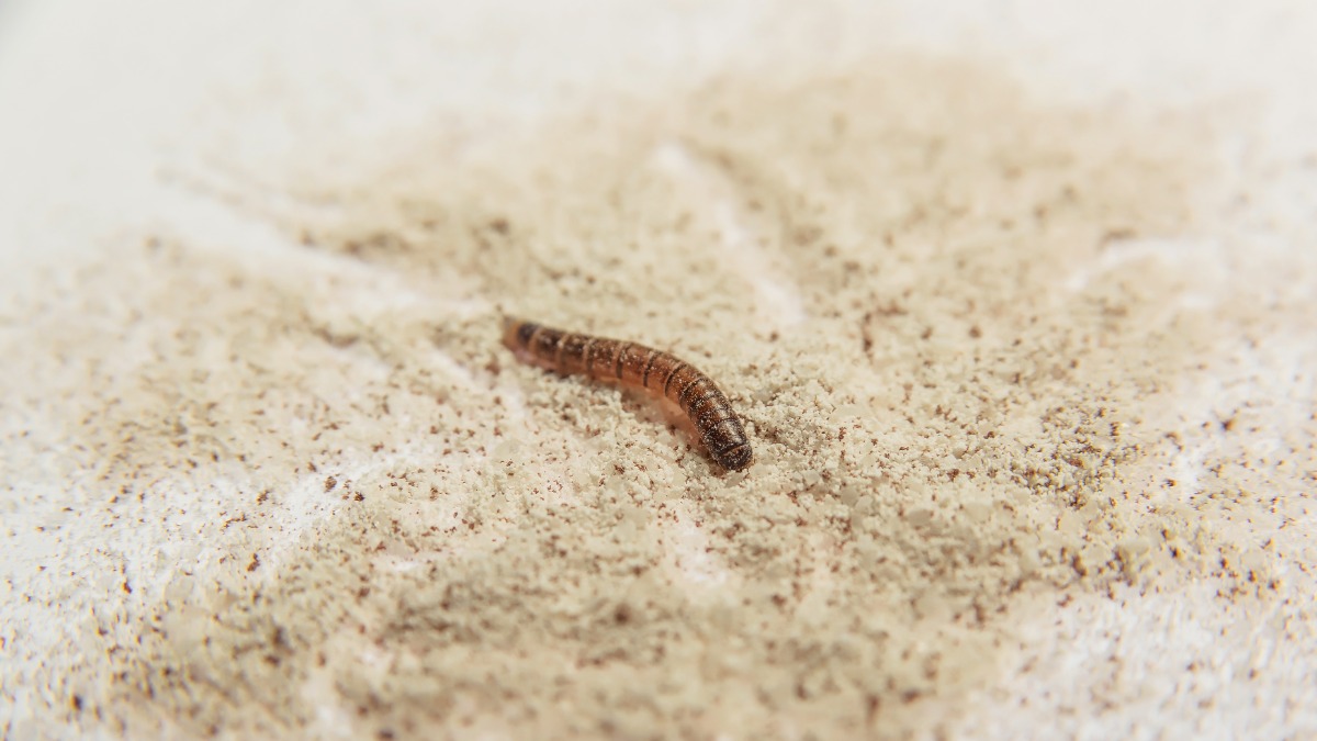 ein Mehlwurm im Mehl