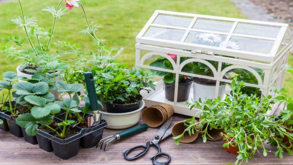 Ein Mini-Gewächshaus mit Pflanzen und Gartenkräutern.